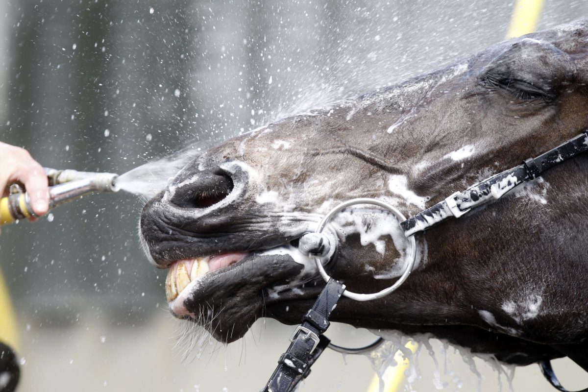 Feeding to prevent “tying up” in racehorses