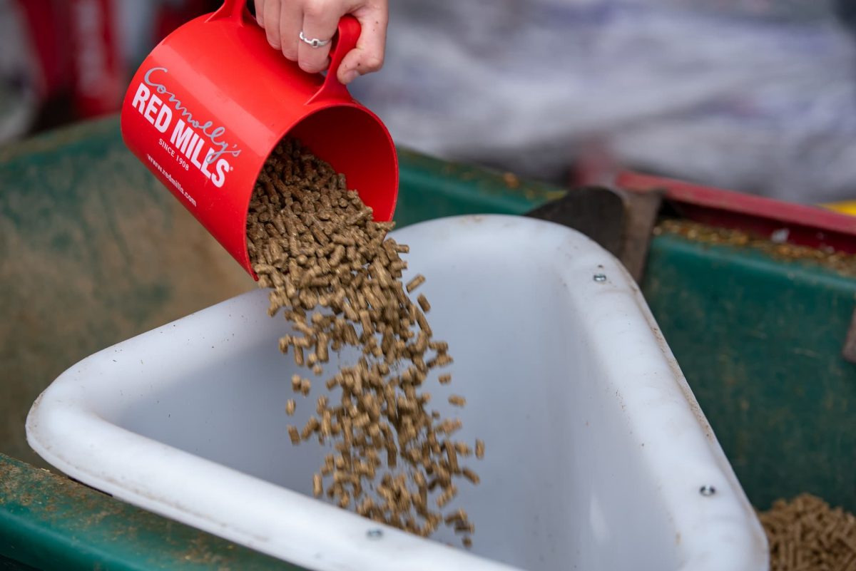 Does your horse need more hard feed this winter?