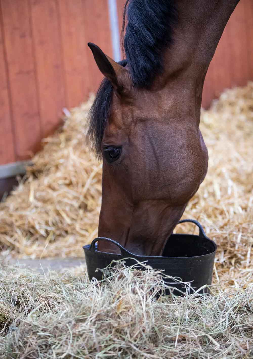 Why feed a mash to your horse this winter and which ones are best?