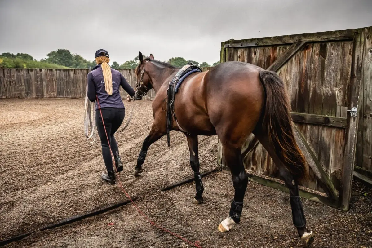 Sales Prep Part 2: Conditioning Muscle & Topline