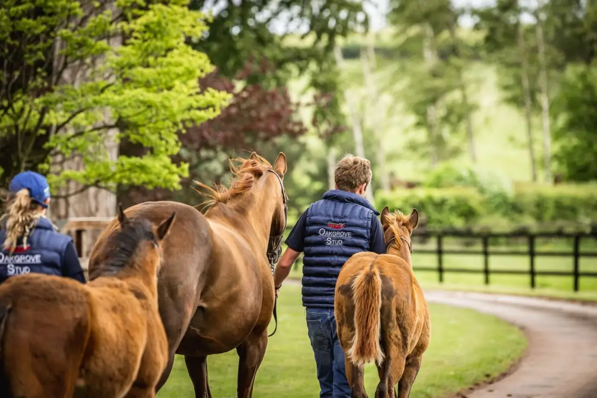 The Importance of Protein in the Horse’s Diet