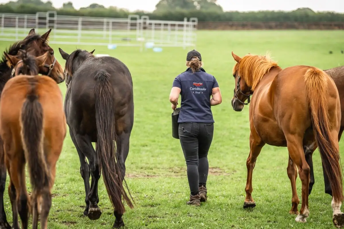 Including Soya in the Horse’s Diet