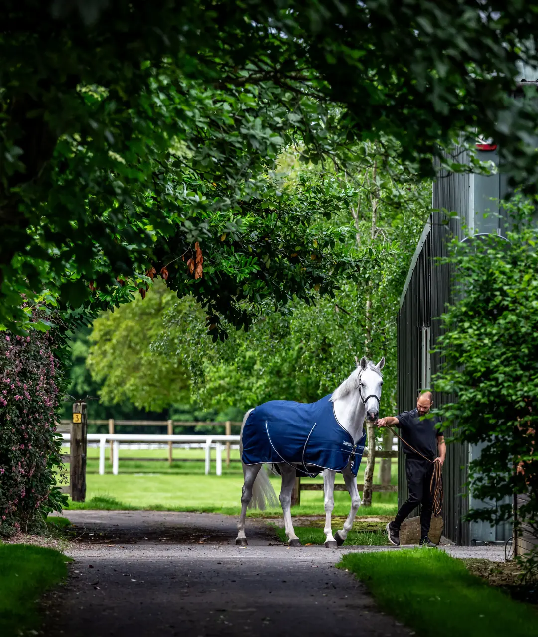 Feeding the laid back horse