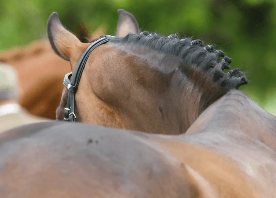 Building Muscle and Topline