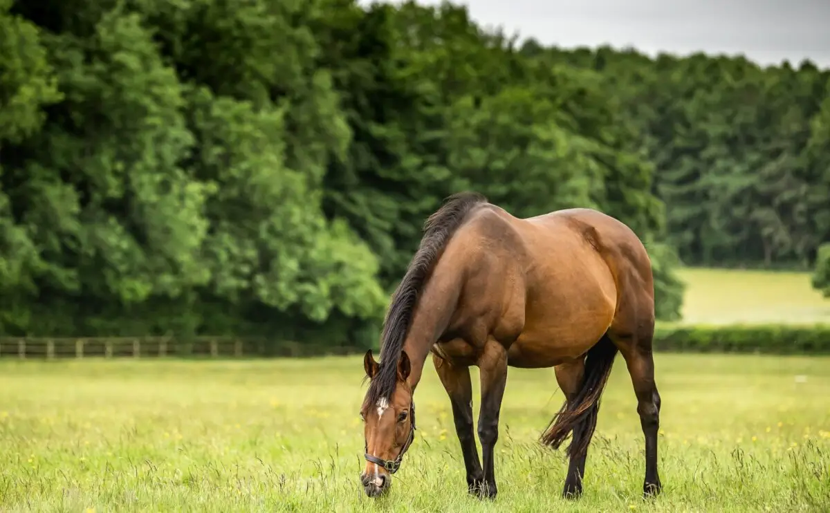 Why you Should Feed a Horse Mash this Summer