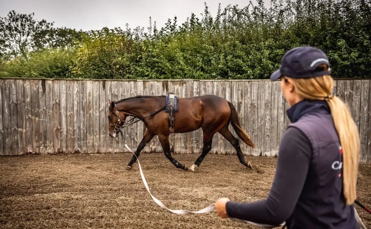 Yearling Prep: Achieving superior topline muscle and a sales ring shine
