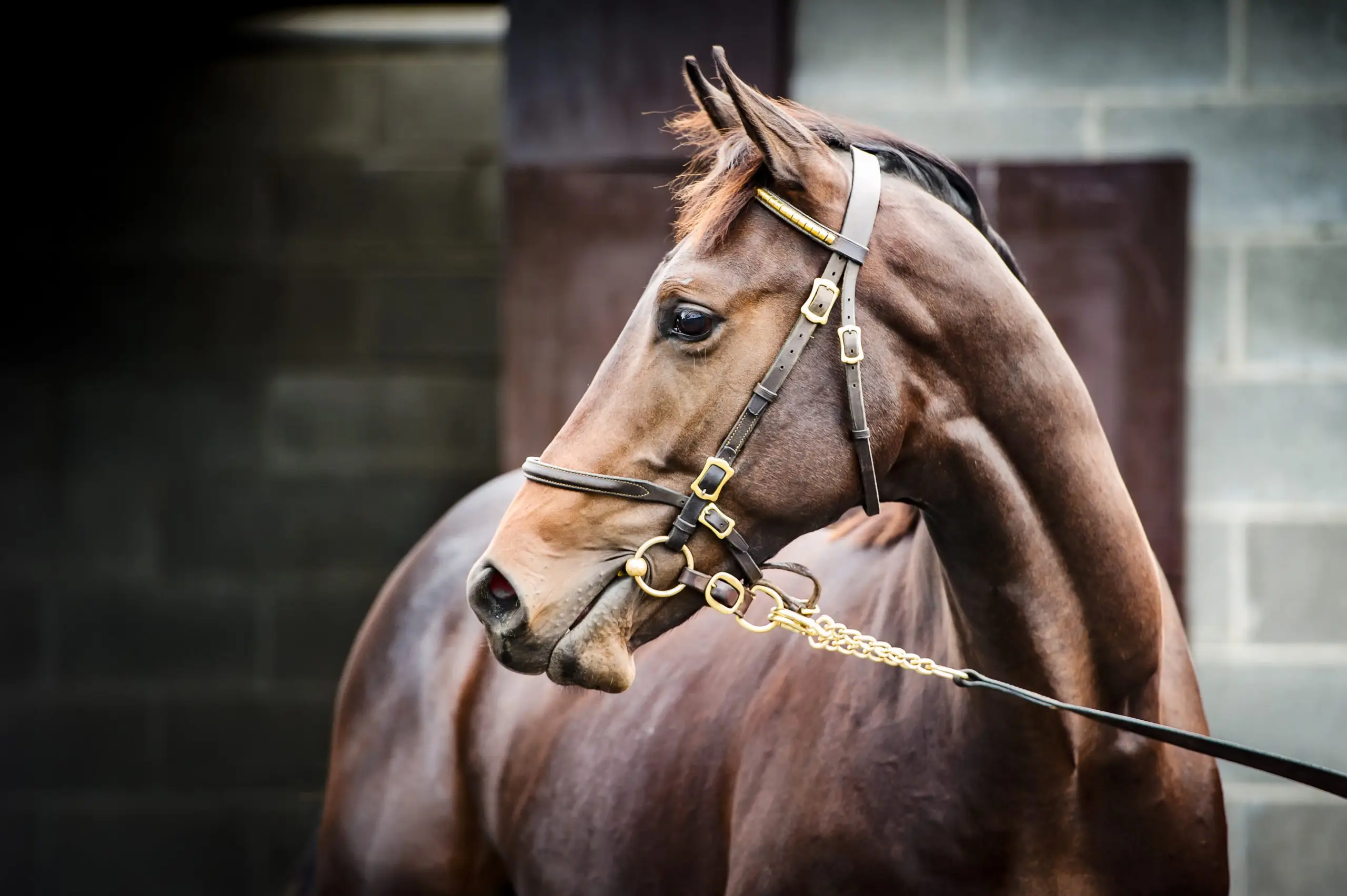Yearling Prep: Achieving superior topline muscle and a sales ring shine