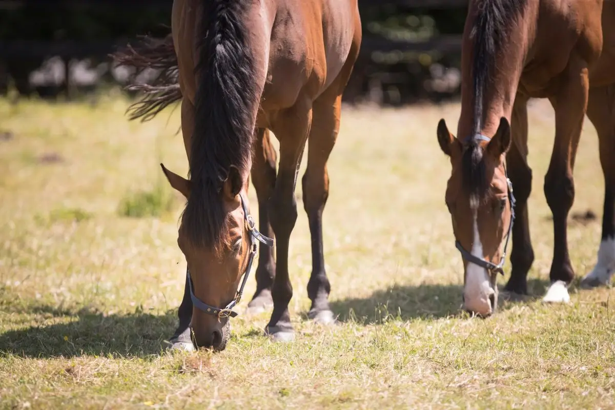Nutritional Value of Forage