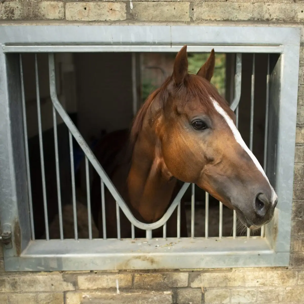 Feeding to prevent “tying up” in racehorses