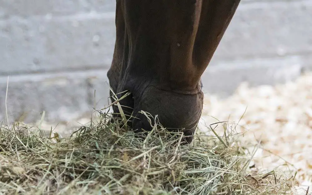 Soaking or steaming hay for horses: advantages and disadvantages