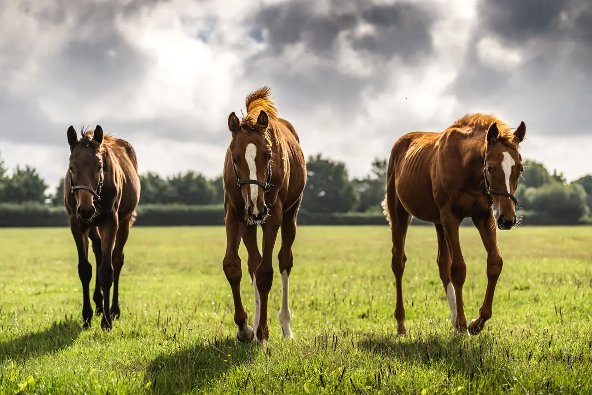 Equine Gastric Ulcer Syndrome (EGUS): More Than a Thoroughbred Problem