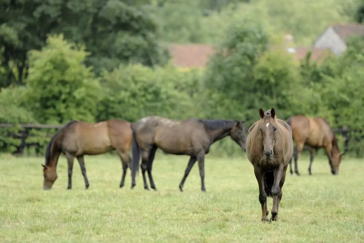 Feeding Horses with Laminitis, EMS & PPID: What You Need to Know