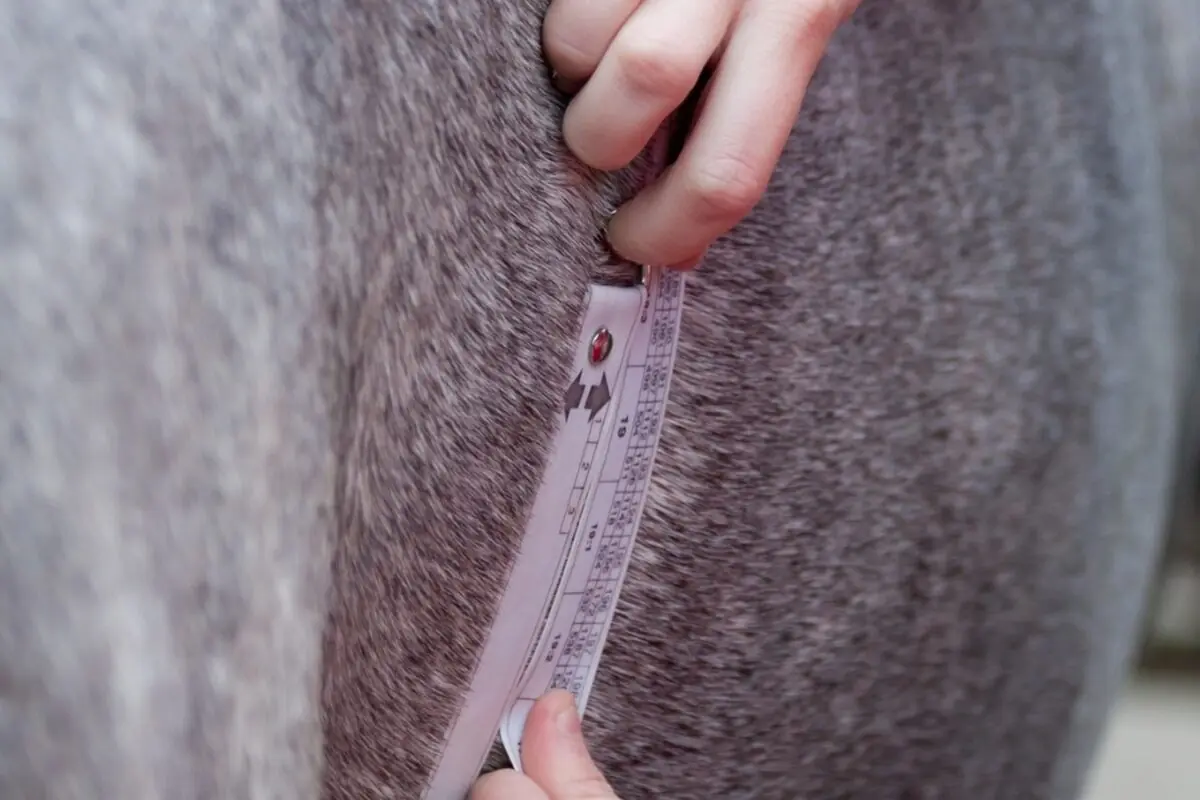 My Horse Is Overweight – Do I Need to Feed Anything at All?