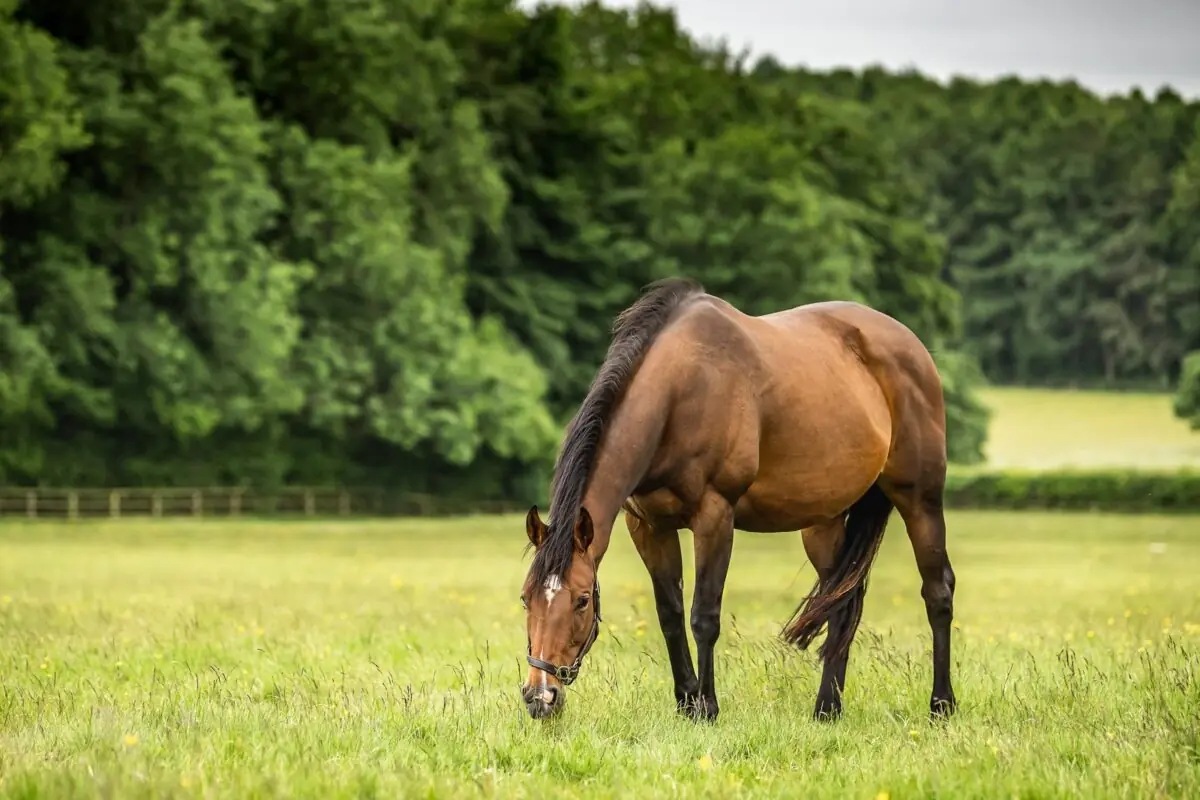 Does Protein Make Horses Hot?